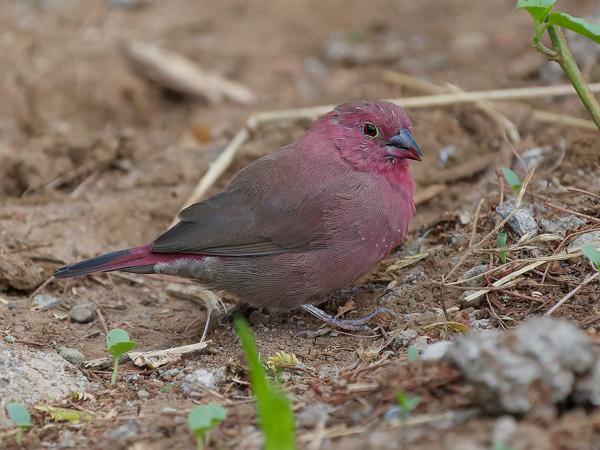 <h3><a href="/trips/tanzania/biota/animalia/chordata/aves/040 passeriformes/115 estrildidae/lagonosticta senegala/lagonosticta senegala-nl.html">Lagonosticta&nbsp;senegala</a> / Red‑billed&nbsp;firefinch / Vuurvinkje</h3>OM-1 Mark II met OLYMPUS M.150-400mm F4.5, 1/2000 sec  bij F4.5, ISO 8000, afstand 6.42&nbsp;m
